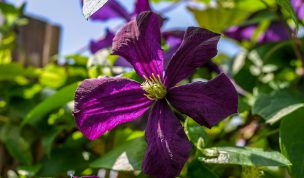 Hintergrundbild Clematis in der Sonne