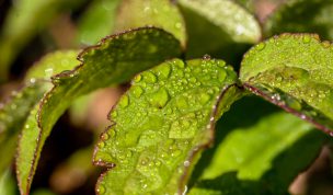 Hintergrundbild Morgentau auf Blättern