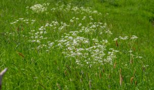 Hintergrundbild Sommerweide