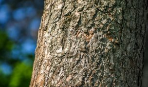 Hintergrundbild Baumrinde Nahaufnahme