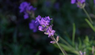 Hintergrundbild Lavendelblüte im Sommergarten