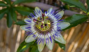 Hintergrundbild Passionsblume Nahaufnahme