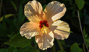 Hintergrundbild Orange Hibiskusblüte