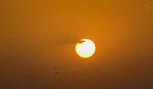Hintergrundbild Sonnenuntergang mit Möwen