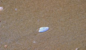 Hintergrundbild Muschel im Sand