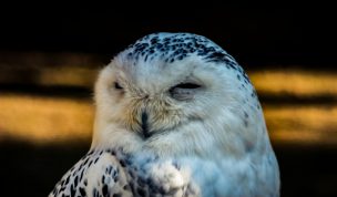 Hintergrundbild Schneeeule