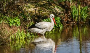 Hintergrundbild Storch auf Nahrungssuche