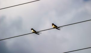 Hintergrundbild Zwei Schwalben