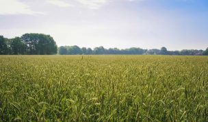 Hintergrundbild Getreidefeld im Sommer