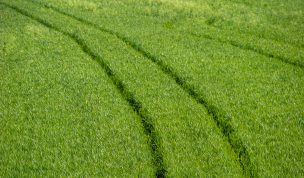 Hintergrundbild Spuren im Feld