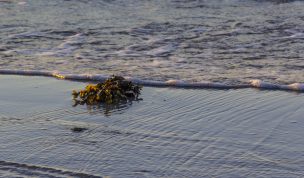 Hintergrundbild Treibgut Ostseestrand