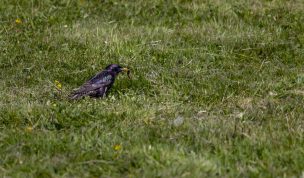 Hintergrundbild Star bei der Futtersuche