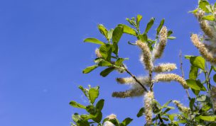 Hintergrundbild Weidenblüten im Frühling