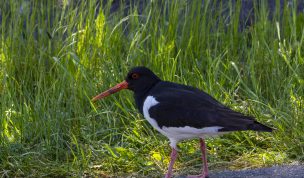 Hintergrundbild Austernfischer auf Futtersuche