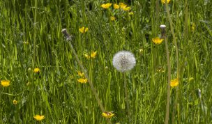Hintergrundbild Die letzte Pusteblume