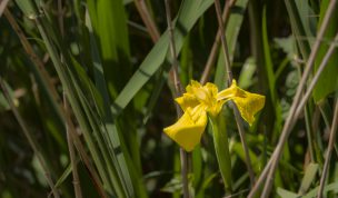 Hintergrundbild Gelbe Wasserschwertlilie