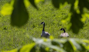 Hintergrundbild Kanadagänse auf einer Wiese