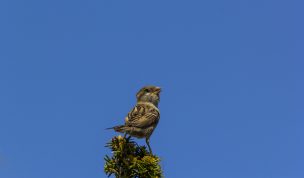 Hintergrundbild Kleiner Sperling