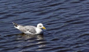 Hintergrundbild Silbermöwe auf dem Wasser