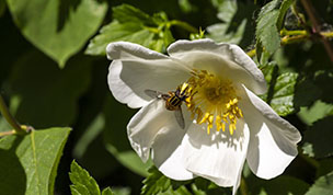 Hintergrundbild Schwebefliege auf einer Wildrose
