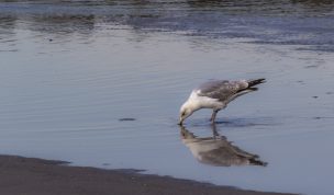 Hintergrundbild - Silbermöwe auf Futtersuche