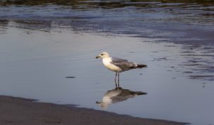 Hintergrundbild - Silbermöwe im Wasser