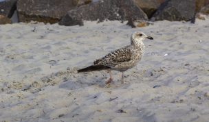 Hintergrundbild - Junge Silbermöwe am Strand