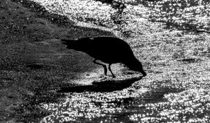 Hintergrundbild - Möwe am Wasser im Gegenlicht