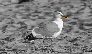 Hintergrundbild - Nahaufnahme einer Silbermöwe