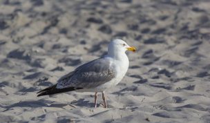 Hintergrundbild - Silbermöwe am Strand