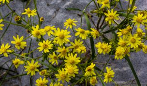Hintergrundbild - Gelbe Blumen am Strand