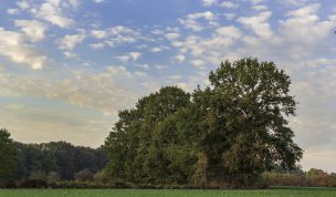 Hintergrundbild - Baumgruppe im Herbst