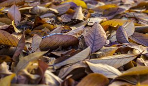 Hintergrundbild - Braunes Herbstlaub in Nahaufnahme