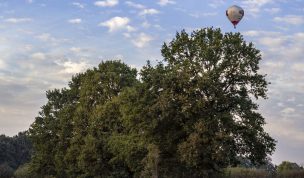 Hintergrundbild - Baumgruppe mit Heißluftballon