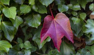 Hintergrundbild - Wilder Wein und Efeu