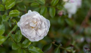 Hintergrundbild - Wilde weiße Rose