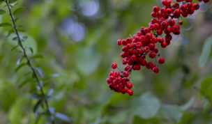 Hintergrundbild - Vogelbeeren in Nahaufnahme