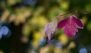 Hintergrundbild - Rotes Blatt Nahaufnahme