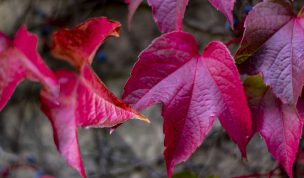 Hintergrundbild - Rote Blätter Wilder Wein