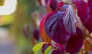 Hintergrundbild - Rote Blätter in Nahaufnahme