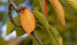 Hintergrundbild - Oranges Blatt einer Zierkirsche