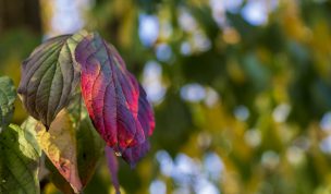 Hintergrundbild - Nahaufnahme rotes Blatt