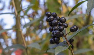 Hintergrundbild - Linguster Beeren