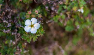Hintergrundbild - Hübsche weiße Blüte
