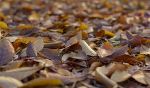 Hintergrundbild - Herbstlaub in Nahaufnahme
