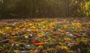 Hintergrundbild - Herbstlaub im Gegenlicht