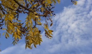 Hintergrundbild - Gelbe Blätter vor blauem Himmel