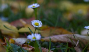 Hintergrundbild - Gänseblümchen zwischen Laub