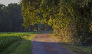 Hintergrundbild - Feldweg im Herbst