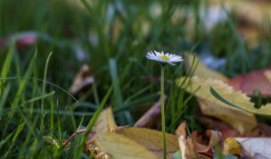 Hintergrundbild - Einsames Gänseblümchen